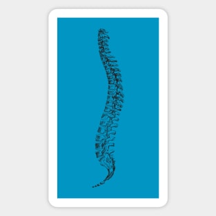 Spine anatomy Magnet